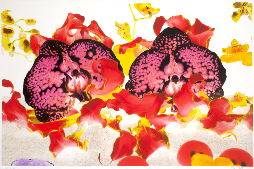 Gobi Desert Bloom