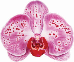 Temporary Tattoo - Pink Orchid