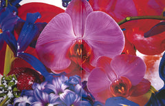 Marc Quinn, MACRO catalogue