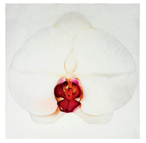 Silk Scarf - White Orchid